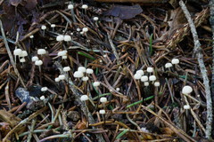 Marasmius wettsteinii