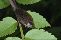 Rhabdoblatta imperatrix
