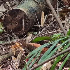 Rallina fasciata