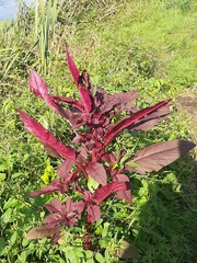 Amaranthus cruentus
