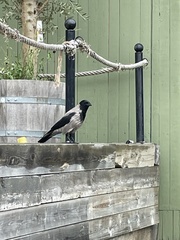 Corvus cornix