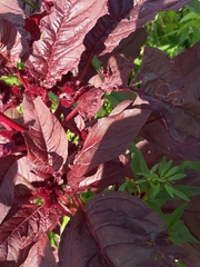 Amaranthus cruentus
