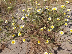 Glebionis coronaria discolor