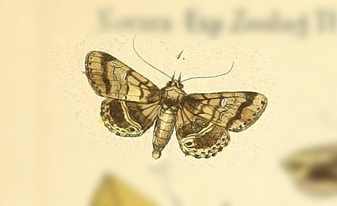 Helia compacta