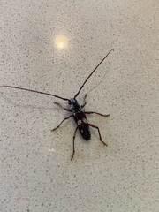 Enaphalodes taeniatus