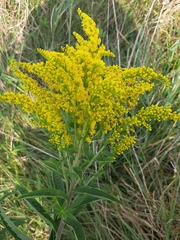 Solidago canadensis
