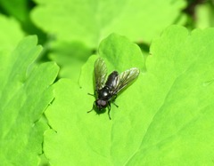 Cheilosia variabilis