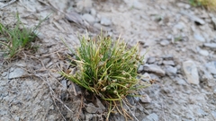 Isolepis setacea