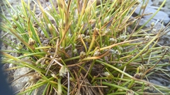 Isolepis setacea