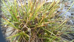 Isolepis setacea