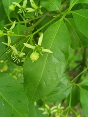 Euonymus europaeus