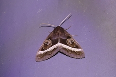 Metopta rectifasciata