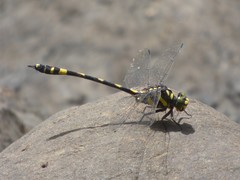 Gomphidia kodaguensis