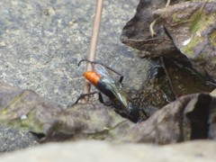 Tachypompilus analis