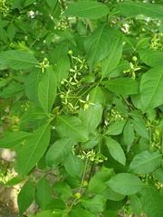 Euonymus europaeus