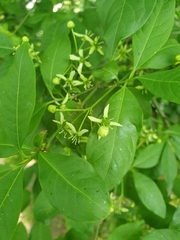 Euonymus europaeus