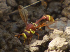 Monoceromyia eumenioides