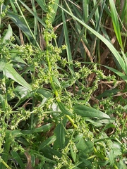 Atriplex prostrata latifolia