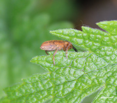 Lixus bardanae