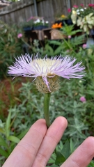 Plectocephalus americanus