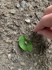 Pentatomini