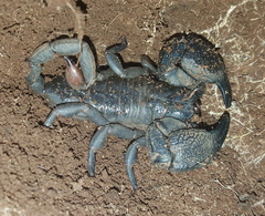 Opisthacanthus