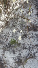 Lachnaea densiflora