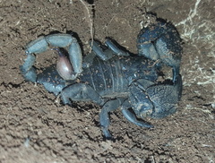 Opisthacanthus