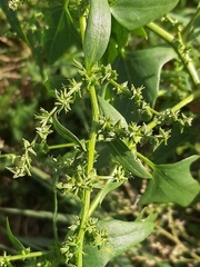 Atriplex prostrata latifolia