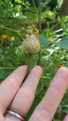 Plectocephalus americanus