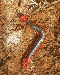 Cormocephalus nitidus