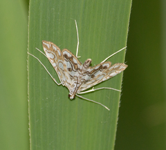 Elophila nymphaeata