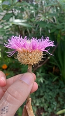 Plectocephalus americanus