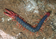 Cormocephalus nitidus