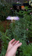 Plectocephalus americanus