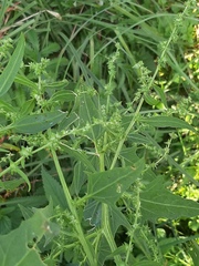 Atriplex prostrata latifolia