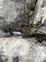 Draba lonchocarpa