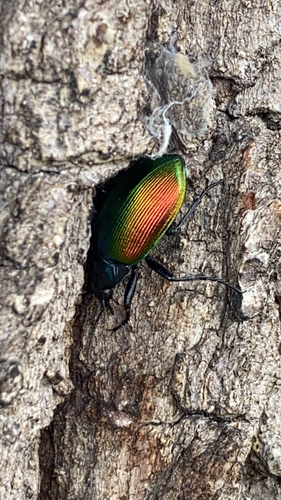 Calosoma sycophanta