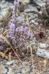 Psylliostachys spicata