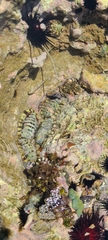 Chiton viridis