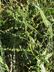 Atriplex prostrata latifolia