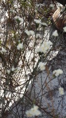 Lachnaea densiflora