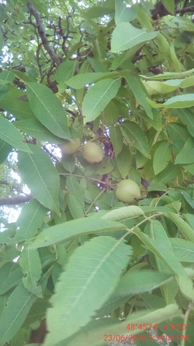 Juglans intermedia