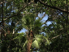 Acoelorraphe wrightii