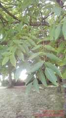 Juglans × intermedia