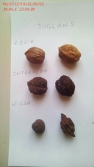 Juglans × intermedia