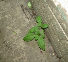Scopolia caucasica