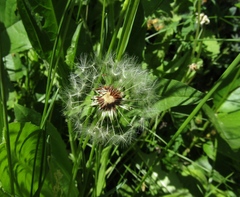 Taraxacum proximum