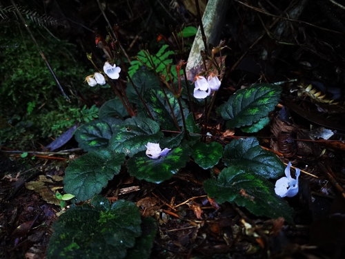 Beccarinda argentea