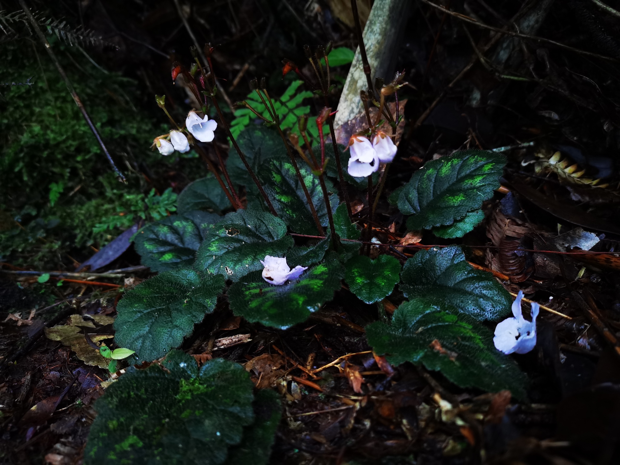 Beccarinda argentea